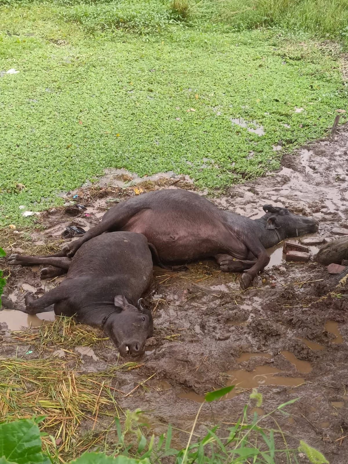 आकाशीय बिजली से किसान की दो भैंसों की मौत, परिवार में मातम