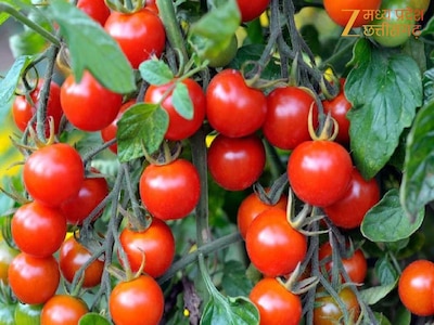 मध्यप्रदेश देश का शीर्ष टमाटर उत्पादक राज्य बना : मुख्यमंत्री