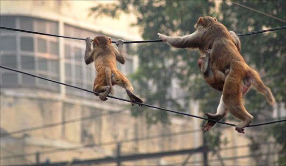 बंदरों के आतंक से त्रस्त ग्रामीण, चार दिन में कार्रवाई न होने पर उग्र आंदोलन की चेतावनी