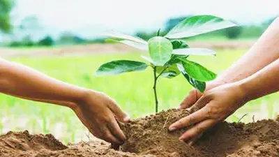 'हरियालो राजस्थान' के तहत 11.61 करोड़ से अधिक पौधारोपण : मुख्यमंत्री शर्मा