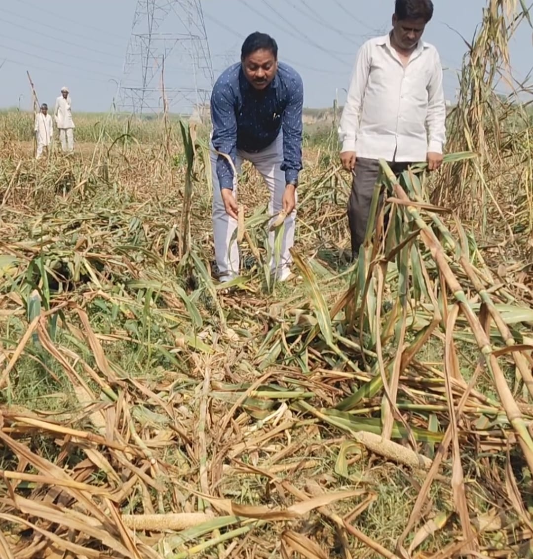अज्ञात लोगों ने किसान की फसल नष्ट की, लाखों का नुकसान
