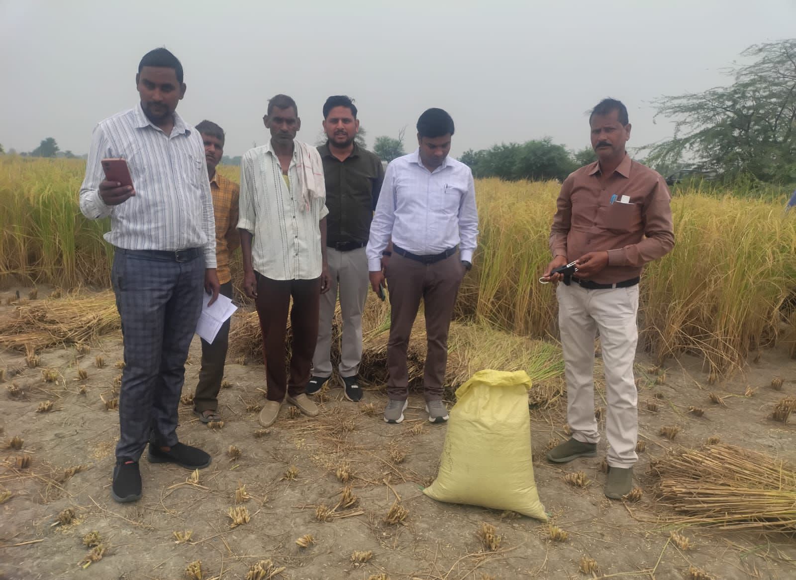जसराना में कृषि सफलता की मिसाल, धान उपज लगभग 50 कुं.प्रति हेक्टेयर का आंकड़ा