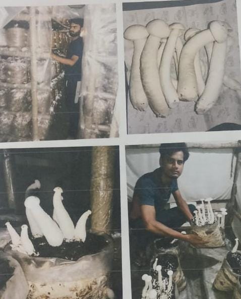 फिरोजाबाद के प्रवेन्द्र कुमार ने मिल्की मशरूम की प्रजाति को उगाने का किया अद्‌भुत कार्य