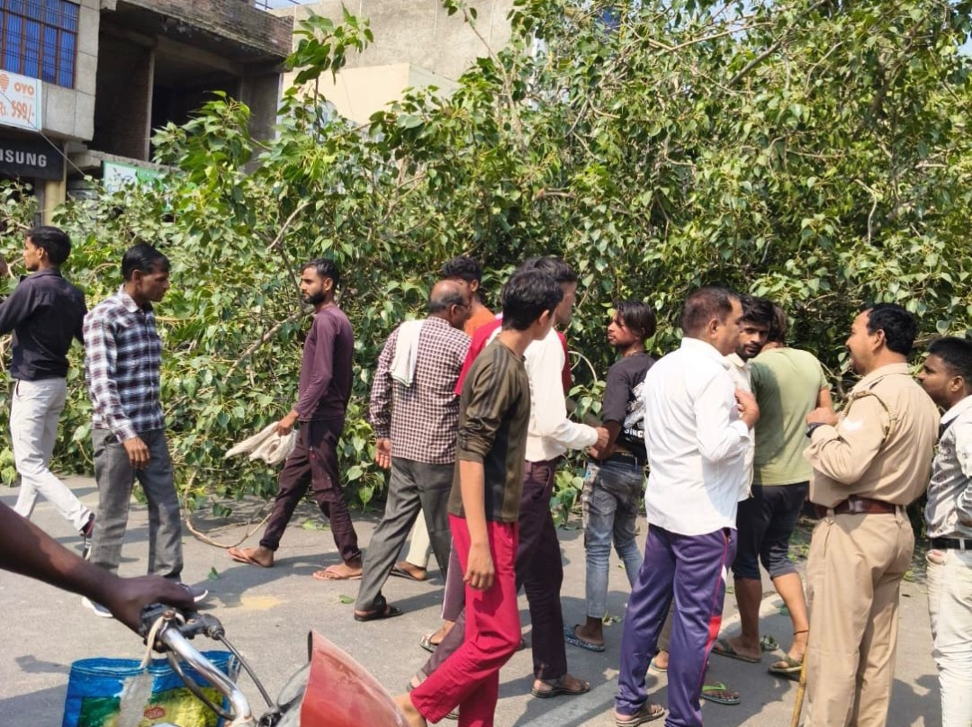 नाला निर्माण के दौरान सड़क किनारे विशाल पीपल का पेड़ गिरा, बाल-बाल बचे राहगीर