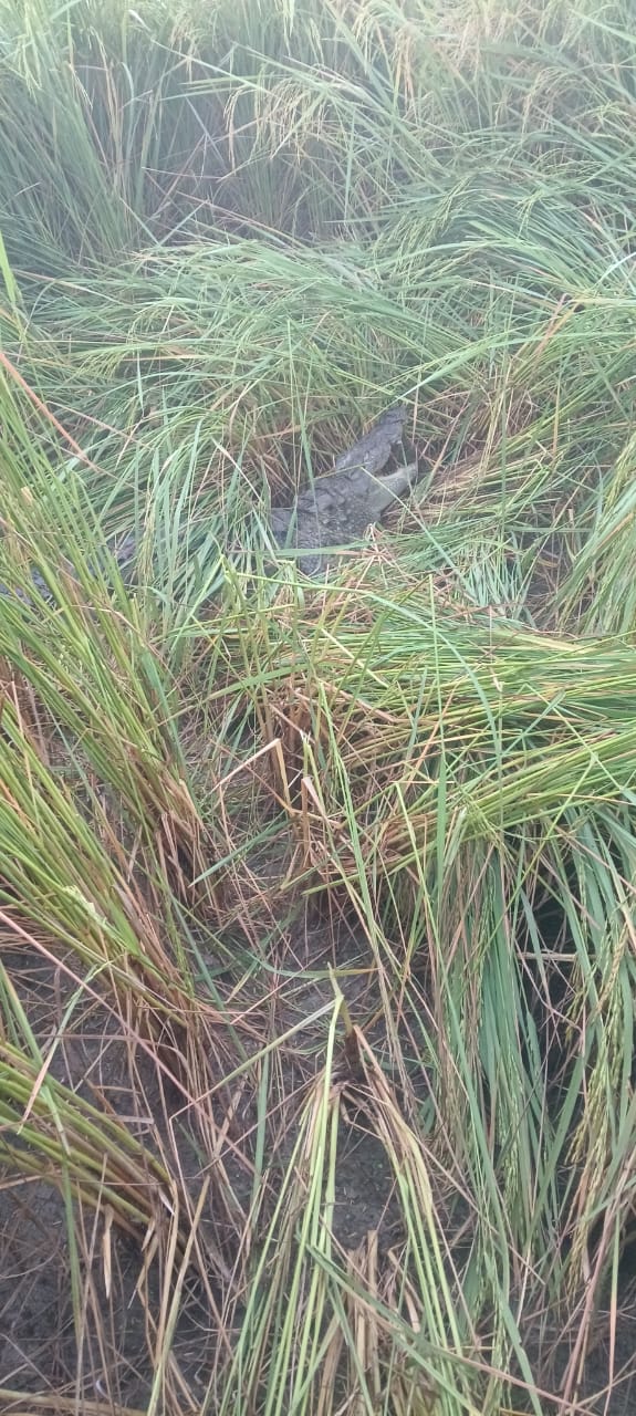 धान के खेत में विशालकाय मगरमच्छ दिखा, एसओस वाइल्ड लाइफ ने पकडा