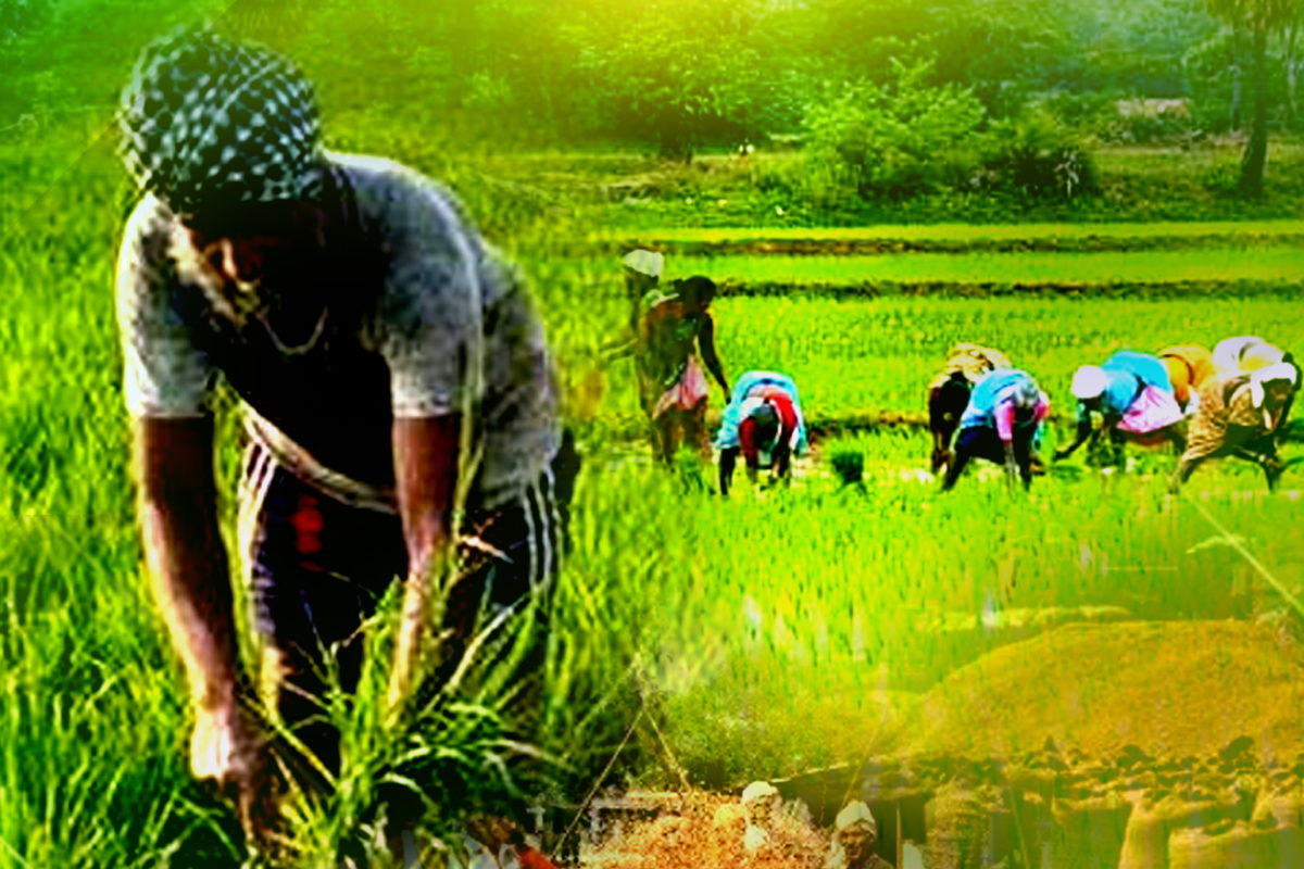 कृषि अधिकारी की अपील: फसल के लिए सभी पोषक तत्वों का संतुलित प्रयोग करें