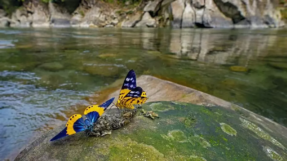 अरुणाचल प्रदेश: नामदफा तितली महोत्सव का आयोजन 26 से 28 नवंबर तक