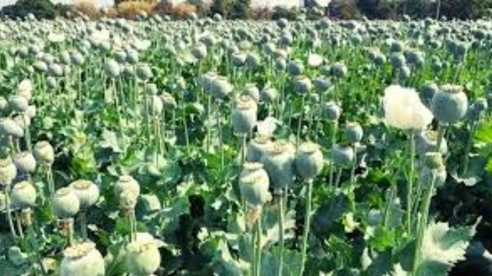 मणिपुर: पांच एकड़ में की जा रही अफीम की अवैध खेती नष्ट की गई