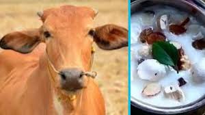 रेबीज़ से पीड़ित गाय के दूध से बने 'पंचामृत' के सेवन के बाद 160 लोगों को लगाया गया टीका