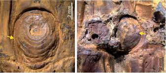मणिपुर: हिमयुग के दौरान एशिया में कांटेदार बांस की उपस्थिति के जीवाश्म साक्ष्य मिले