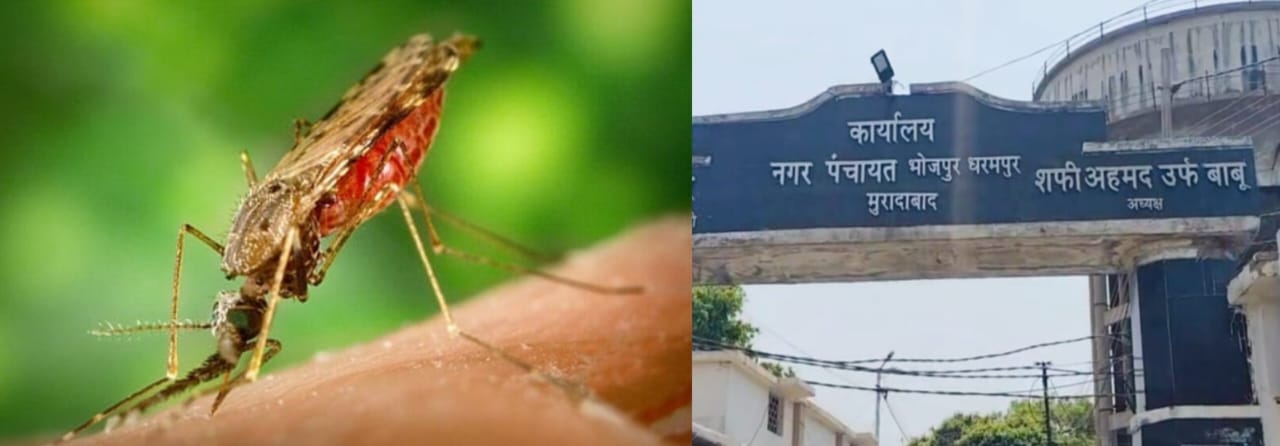 मच्छरों की बढ़ती तादात, एंटी लार्वा का नहीं हुआ छिड़काव