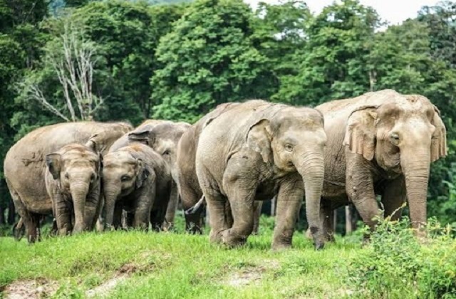 झारखंड में हाथियों के झुंड ने एक व्यक्ति को कुचला, मौत