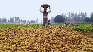 रास: ओडिशा में आलू की किल्लत का हवाला देते हुए बीजद सदस्य ने की सब्सिडी की मांग