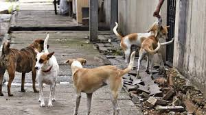 कुत्ते के काटने की घटनाओं के लिए राज्यों को भारी मुआवजा देने का निर्देश देंगे : न्यायालय