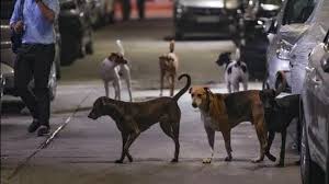 दिल्ली : अदालत ने आदेश की अवहेलना को लेकर पशु आश्रय केंद्र को फटकार लगाई