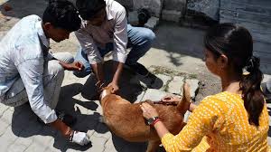 एमसीडी आवारा कुत्तों पर माइक्रोचिप लगाने, टीकाकरण के लिए 35 करोड़ रुपये का प्रावधान करेगा