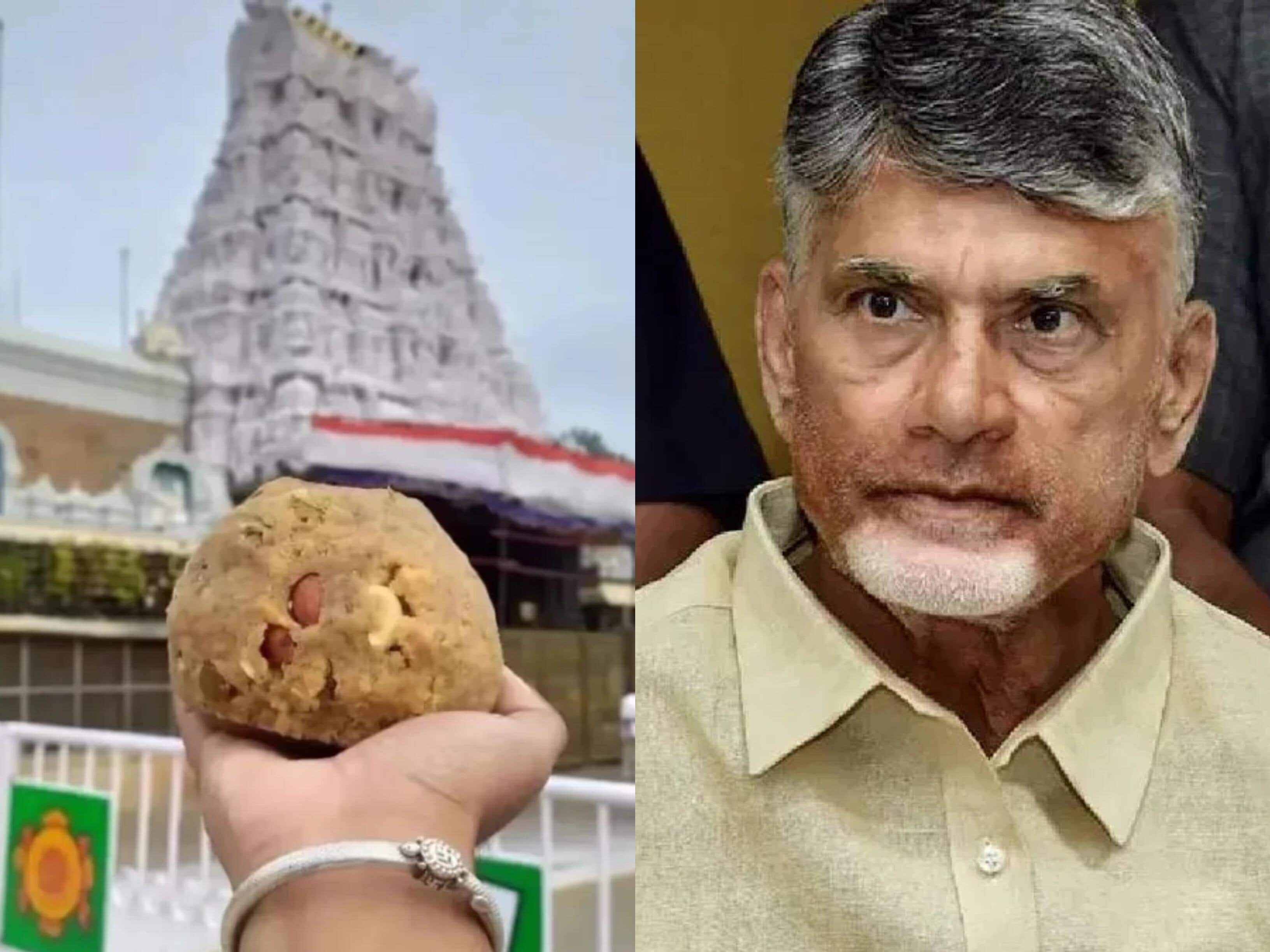 तिरुपति लड्डू मिलावट मामले में जांच निष्कर्षों को छिपाना जनता के साथ विश्वासघात होगा: नायडू