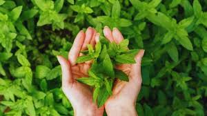 औषधीय पौधे मिट्टी के स्वास्थ्य और किसानों के लिए फायदेमंद: राष्ट्रपति मुर्मू