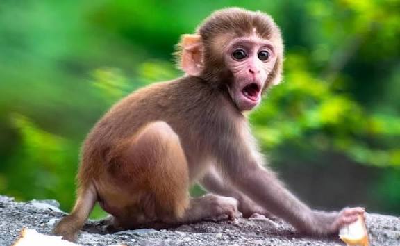 अदालत ने उत्तर प्रदेश में बंदरों के आतंक पर नियंत्रण के लिए कार्य योजना मांगी