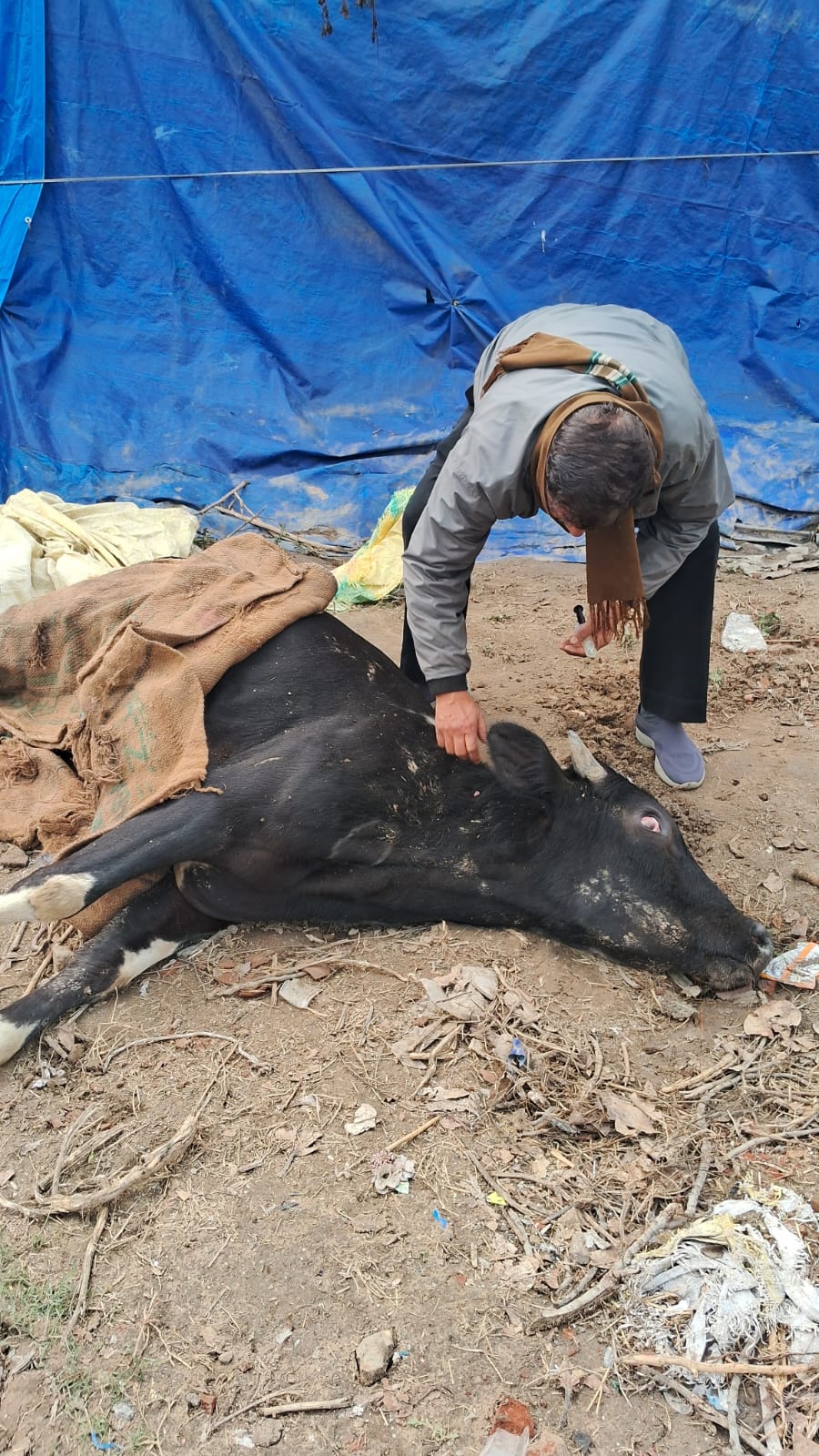 गौसेवकों की वजह से बीमार गौवंश को मिला इलाज और संरक्षण
