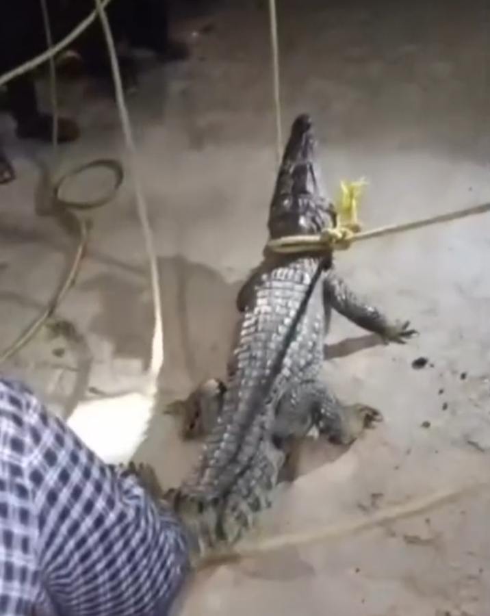 गांव में निकला मगरमच्छ, ग्रामीणों ने पड़कर रस्सी से बांधा 