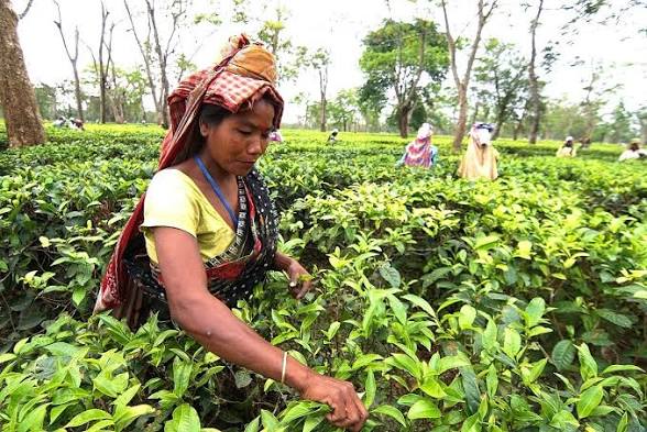 चाय श्रमिकों के लिए टीएमसी के 300 रुपये दिहाड़ी के वादे पर उद्योग जगत की सतर्क प्रतिक्रिया