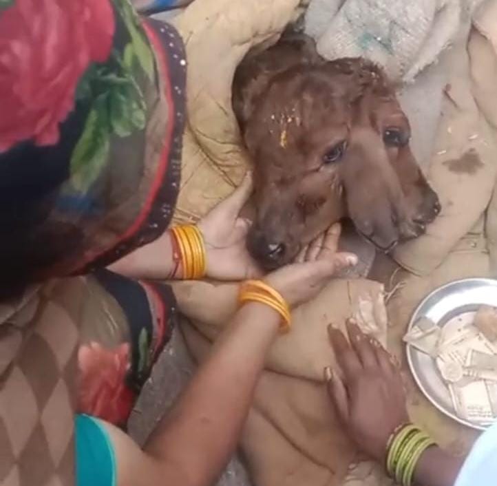 टूंडला में कुदरत का अजीब करिश्मा, पांच पैर, दो मुख वाली बछिया का हुआ जन्म
