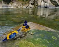 अरुणाचल प्रदेश: नामदफा तितली महोत्सव का आयोजन 26 से 28 नवंबर तक