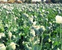 मणिपुर: पांच एकड़ में की जा रही अफीम की अवैध खेती नष्ट की गई