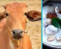 रेबीज़ से पीड़ित गाय के दूध से बने 'पंचामृत' के सेवन के बाद 160 लोगों को लगाया गया टीका
