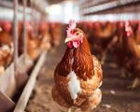 अमेरिका में पहली बार किसी व्यक्ति की ‘बर्ड फ्लू’ के एक दुर्लभ प्रकार से मौत होने की आशंका