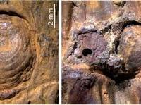 मणिपुर: हिमयुग के दौरान एशिया में कांटेदार बांस की उपस्थिति के जीवाश्म साक्ष्य मिले