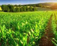 दुनिया की बढ़ती आबादी के लिए कृषि उत्पादन बढ़ाना एक चुनौती