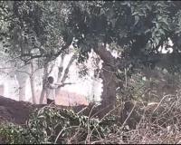 दबंगों का आतंक जमीनी विवाद में खुलेआम फायरिंग और पथराव