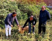 अज्ञात वाहन की चपेट में आई नीलगाय, गौसेवा महासंघ ने कराया उपचार