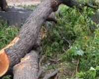 मप्र में बड़ी रेल लाइन परियोजना के लिए कटेंगे 1.24 लाख पेड़, पर्यावरणविदों ने चेताया