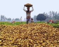 रास: ओडिशा में आलू की किल्लत का हवाला देते हुए बीजद सदस्य ने की सब्सिडी की मांग