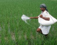 सरकार साल के आखिर तक यूरिया उत्पादकों के लिए निर्धारित लागत बढ़ाएगी: उर्वरक सचिव