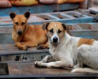 कुत्तों के कथित रूप से मारे जाने के बाद देशभर में शांति मार्च; लोगों ने न्यायालय से स्पष्टीकरण मांगा