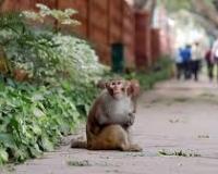 दिल्ली विधानसभा बंदरों को भगाने के लिए लंगूरों और उनकी आवाज की नकल करने वालों का सहारा लेगी