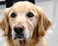 उप्र : कुत्ते के साथ क्रूरता का वीडियो वायरल, आरोपी गिरफ्तार