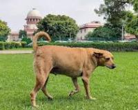 आवारा कुत्तों का मामला: न्यायालय ने कहा, इतने अधिक आवेदन तो इनसानों के मामलों में भी नहीं आते