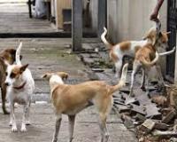 कुत्ते के काटने की घटनाओं के लिए राज्यों को भारी मुआवजा देने का निर्देश देंगे : न्यायालय