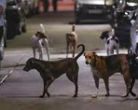 दिल्ली : अदालत ने आदेश की अवहेलना को लेकर पशु आश्रय केंद्र को फटकार लगाई