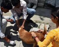 एमसीडी आवारा कुत्तों पर माइक्रोचिप लगाने, टीकाकरण के लिए 35 करोड़ रुपये का प्रावधान करेगा