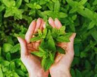 औषधीय पौधे मिट्टी के स्वास्थ्य और किसानों के लिए फायदेमंद: राष्ट्रपति मुर्मू