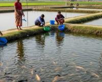 सरकार का बजट में मछली पालन और पशुधन उपायों के साथ ग्रामीण विविधीकरण पर जोर