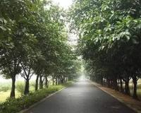 इंदौर में 100 करोड़ रुपये की जमीन पर इंजीनियरिंग महाविद्यालय ने उगाया मियावाकी जंगल