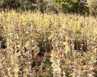 सरकार ने गेहूं, धान की खरीद में आढ़तियों, सहकारी समितियों का कमीशन बढ़ाया