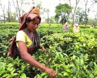 चाय श्रमिकों के लिए टीएमसी के 300 रुपये दिहाड़ी के वादे पर उद्योग जगत की सतर्क प्रतिक्रिया
